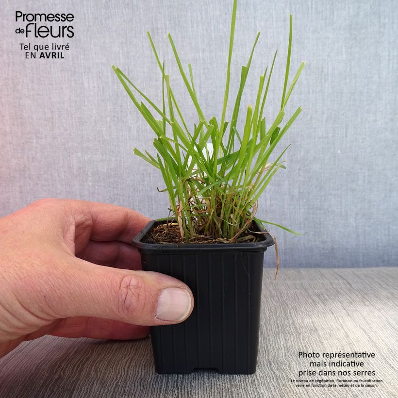 Example of Anthoxanthum odoratum - Gewoon reukgras Kweekpotje van 8/9 cm as you get in printemps