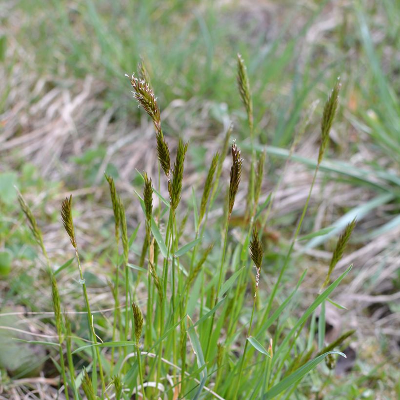 Anthoxanthum odoratum - Gewoon reukgras (Plant habit)