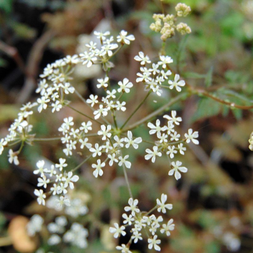 Anthriscus sylvestris Ravenswing - Fluitenkruid (Bloei)