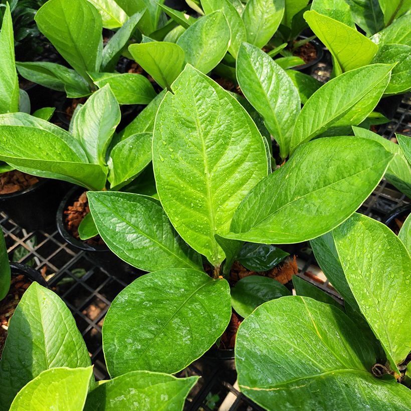 Anthurium jenmanii Green Jady - Aderplant (Blad)