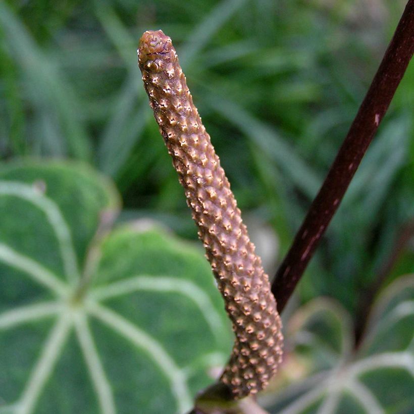 Anthurium magnificum - Flamingoplant (Bloei)