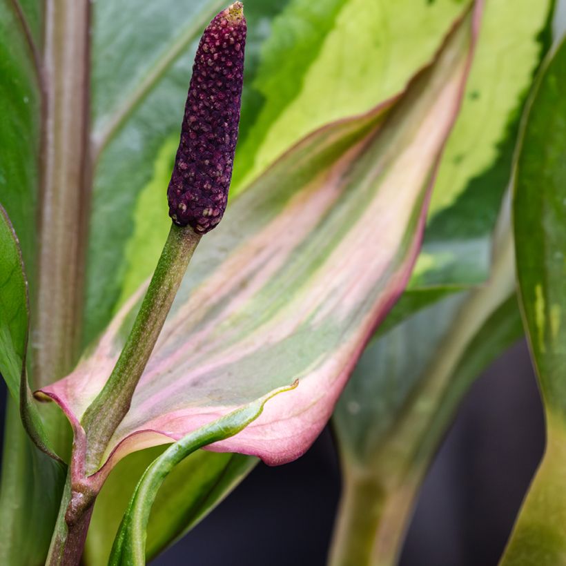 Anthurium Renaissance Variegata - Aderplant (Bloei)