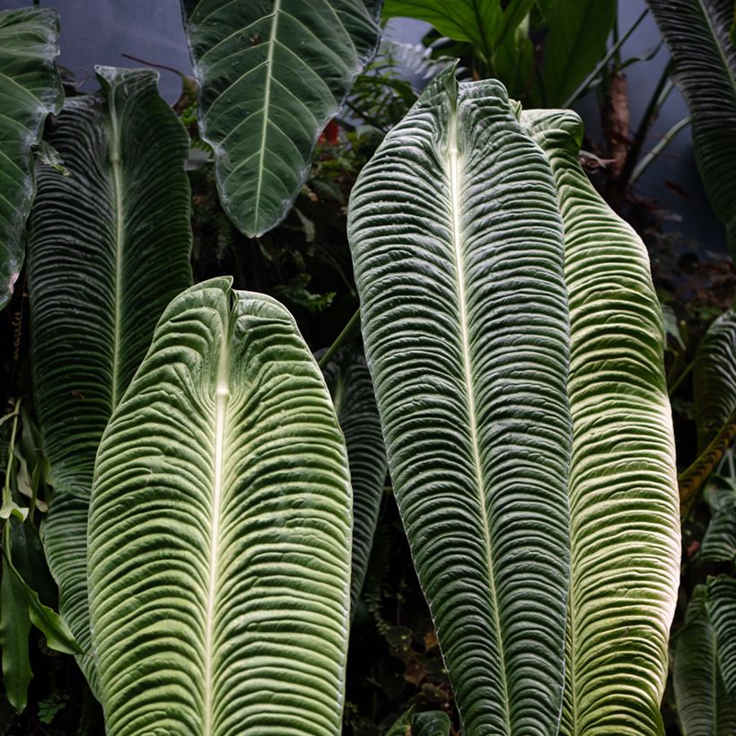 Anthurium veitchii Narrow - Aderplant (Blad)