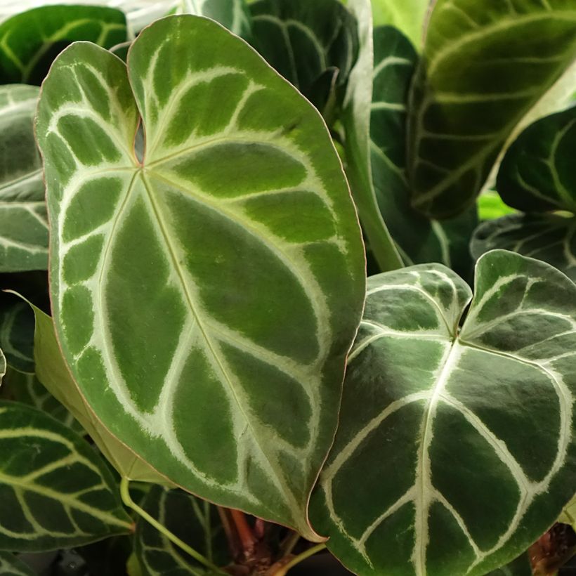 Anthurium magnificum - Flamingoplant (Foliage)