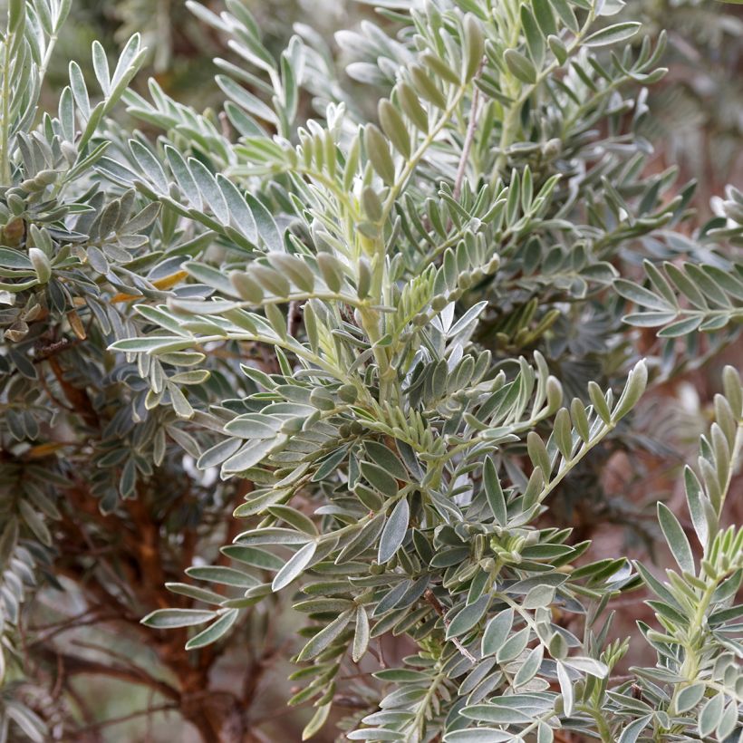 Anthyllis barba-jovis - Wondklaver (Blad)