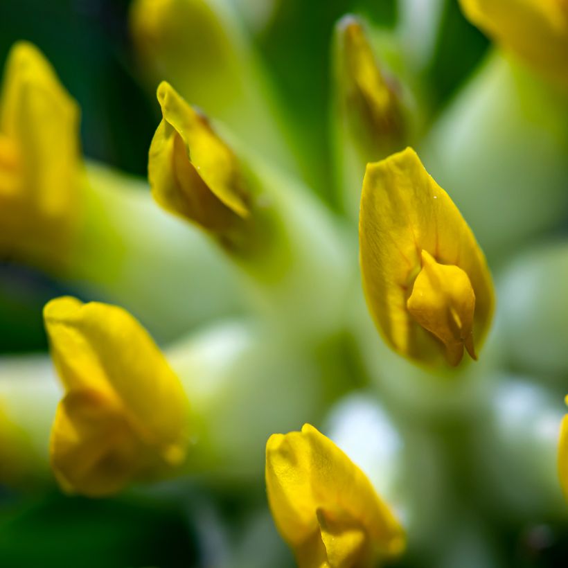 Anthyllis vulneraria - Wondklaver (Bloei)