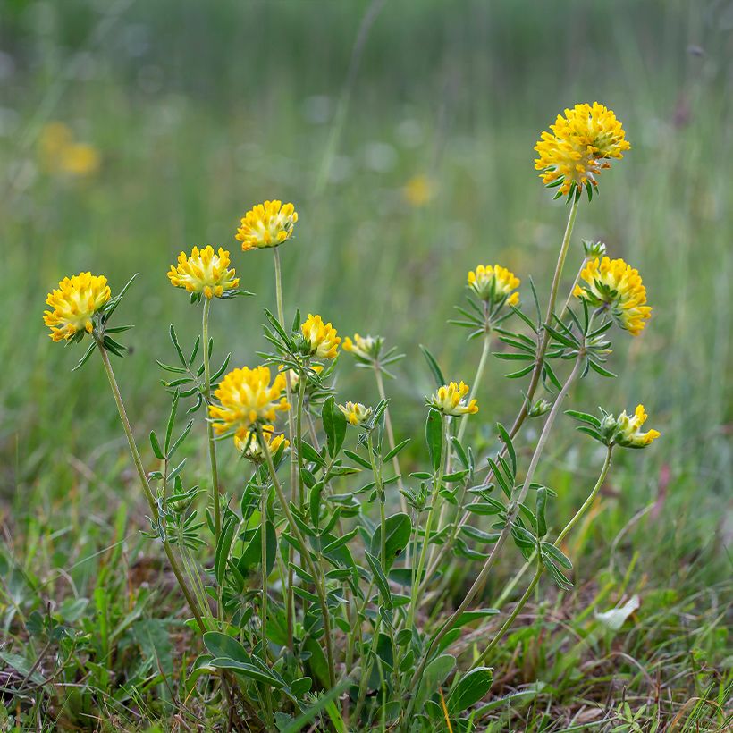 Anthyllis vulneraria - Wondklaver (Groeiplaats)