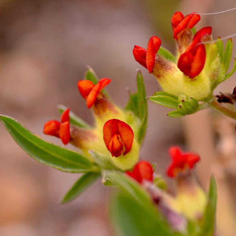 Anthyllis vulneraria var. coccinea - Wondklaver (Bloei)