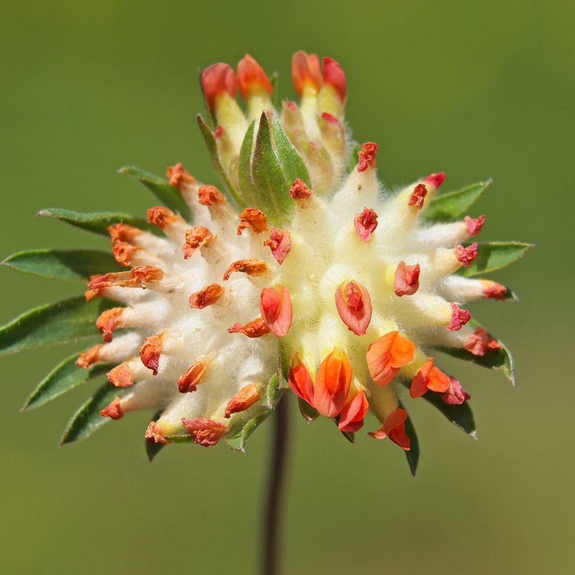 Anthyllis vulneraria var. coccinea - Wondklaver (Bloei)