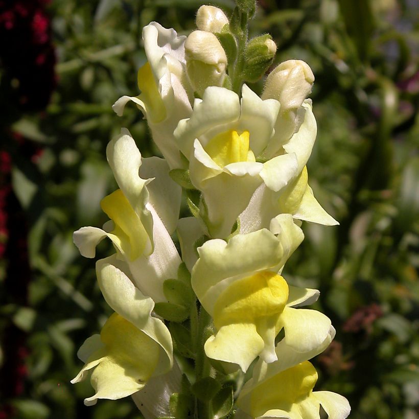 Antirrhinum braun-blanquetii - Leeuwenbek (Bloei)