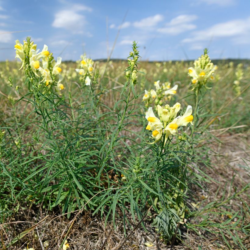 Antirrhinum braun-blanquetii - Leeuwenbek (Groeiplaats)