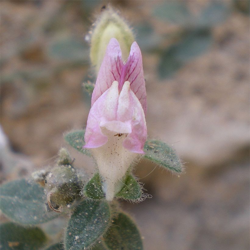 Antirrhinum hispanicum - Spaanse leeuwenbek (Bloei)