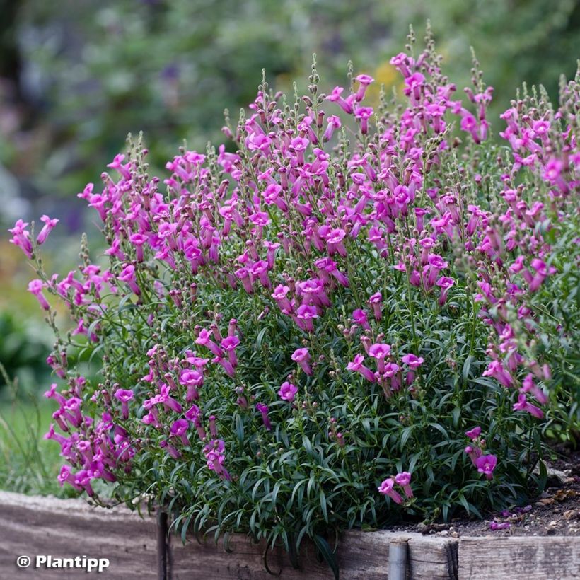Leeuwenbek Pretty in Pink Pmoore07 - Antirrhinum majus (Groeiplaats)