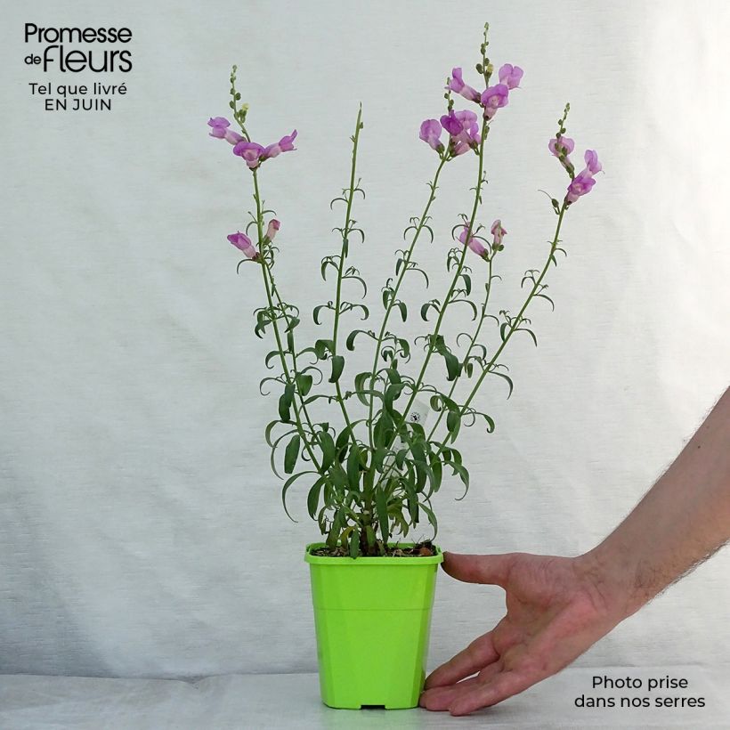Exemplaar van Leeuwenbek Pretty in Pink Pmoore07 - Antirrhinum majus Kweekpotje van 8/9 cm zoals geleverd in de zomer