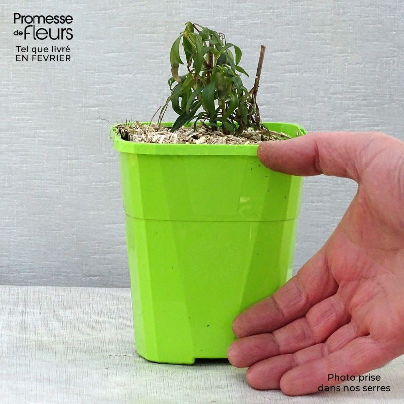 Exemplaar van Leeuwenbek Pretty in Pink Pmoore07 - Antirrhinum majus Pot van 1 l/1,5 l zoals geleverd in de winter