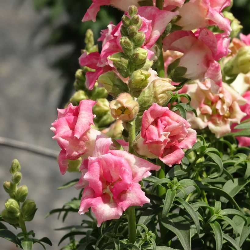 Leeuwenbek Sweet Duet Appleblossom (zaad) - Antirrhinum majus (Bloei)