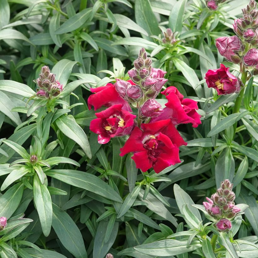Leeuwenbek Sweet Duet Deep Red (zaad) - Antirrhinum majus (Groeiplaats)