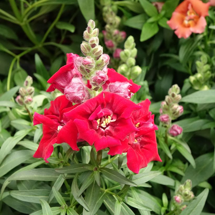 Leeuwenbek Sweet Duet Deep Red (zaad) - Antirrhinum majus (Bloei)