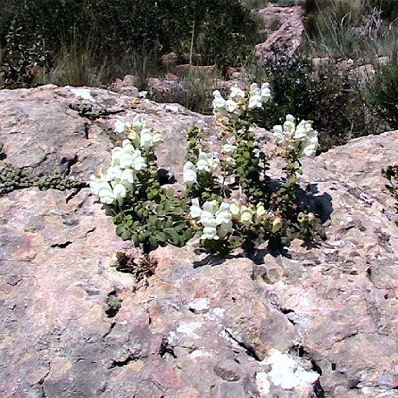 Antirrhinum molle (Groeiplaats)