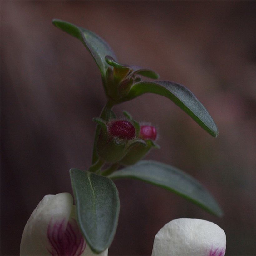 Leeuwenbek - Antirrhinum sempervirens (Blad)