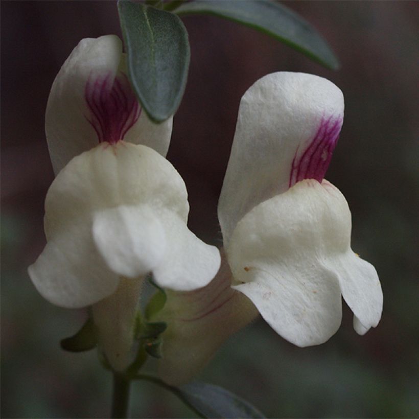 Leeuwenbek - Antirrhinum sempervirens (Bloei)