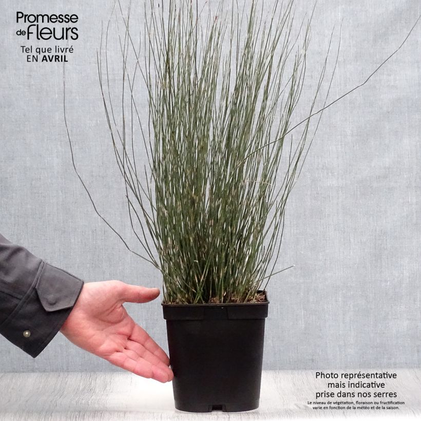 Example of Apodasmia similis - Oioi Pot van 2 l/3 l as you get in printemps