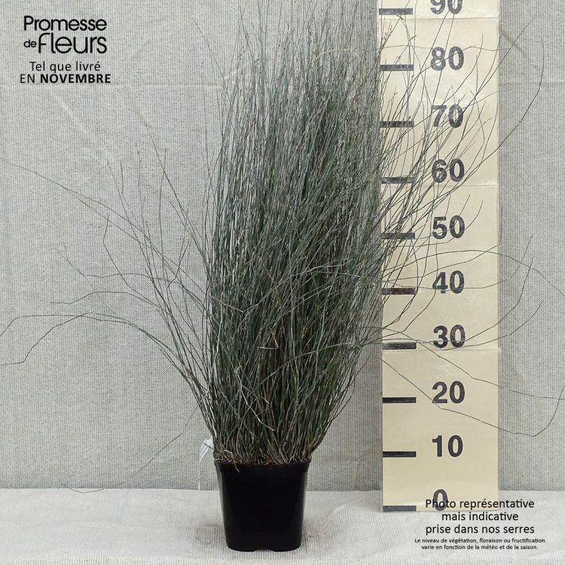 Exemplaar van Apodasmia similis - Oioi Pot van 2 l/3 l zoals geleverd in de herfst