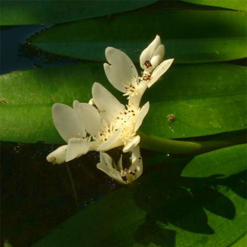 Aponogeton distachyos - Kaapse waterlelie (Bloei)