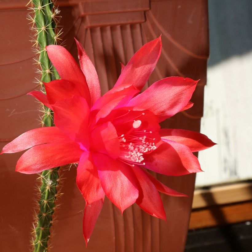 Aporophyllum malisonii - Rattenstaartcactus (Bloei)