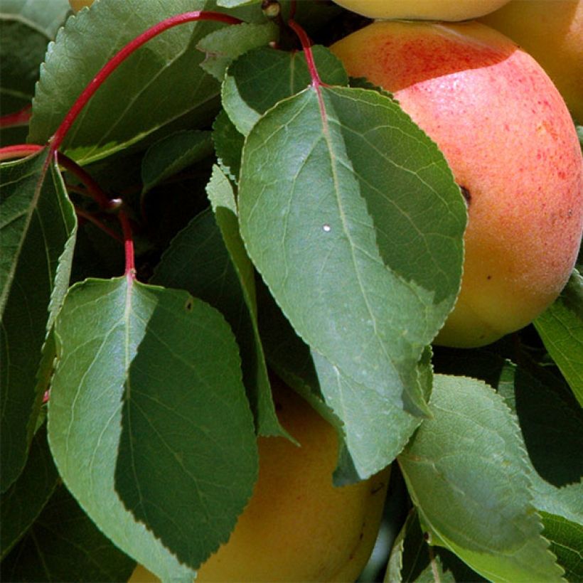 Abrikoospruim Cot'n Candy (Blad)