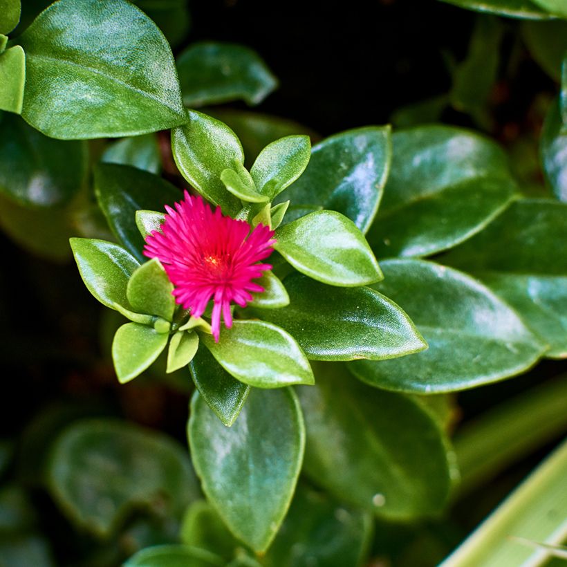 Aptenia cordifolia - IJskruid (Blad)