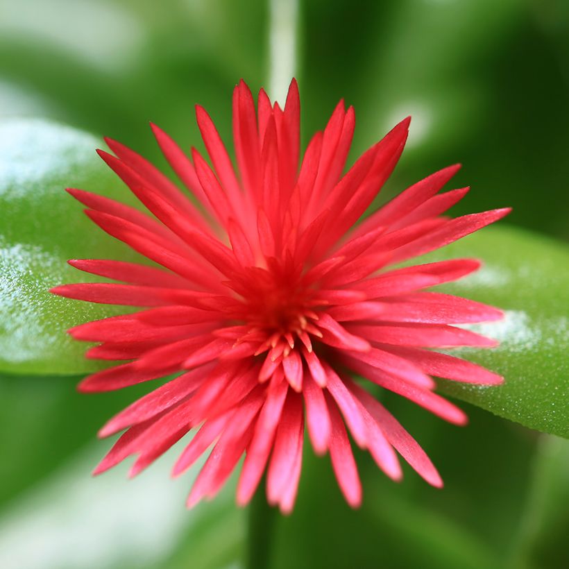 Aptenia cordifolia - IJskruid (Bloei)