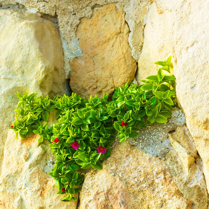 Aptenia cordifolia - IJskruid (Groeiplaats)