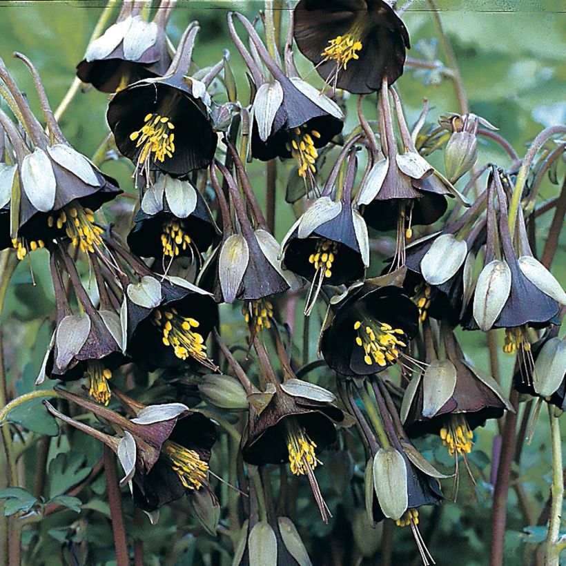 Aquilegia viridiflora - Chocolate Soldier (Bloei)