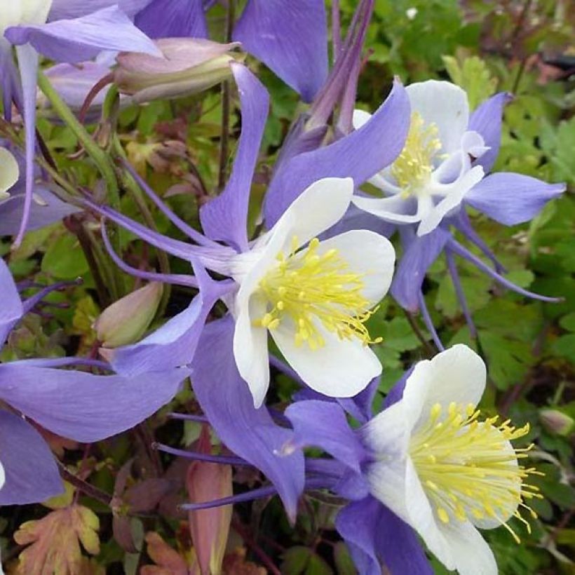 Akelei Mrs M. Nicholls - Aquilegia (Bloei)