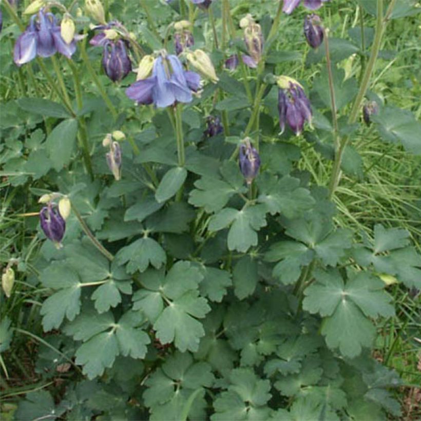 Akelei Songbird Series Bunting - Aquilegia (Blad)
