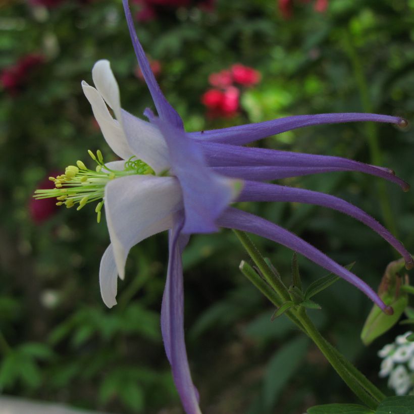 Akelei Songbird Series Blue Jay - Aquilegia (Bloei)