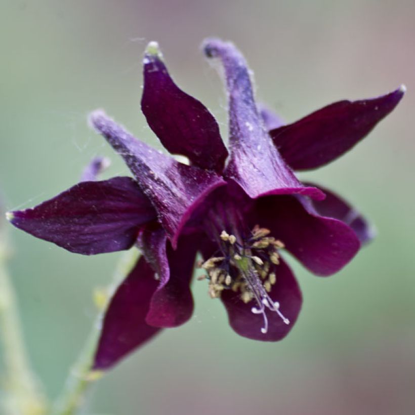 Aquilegia atrata - Donkere akelei (Bloei)