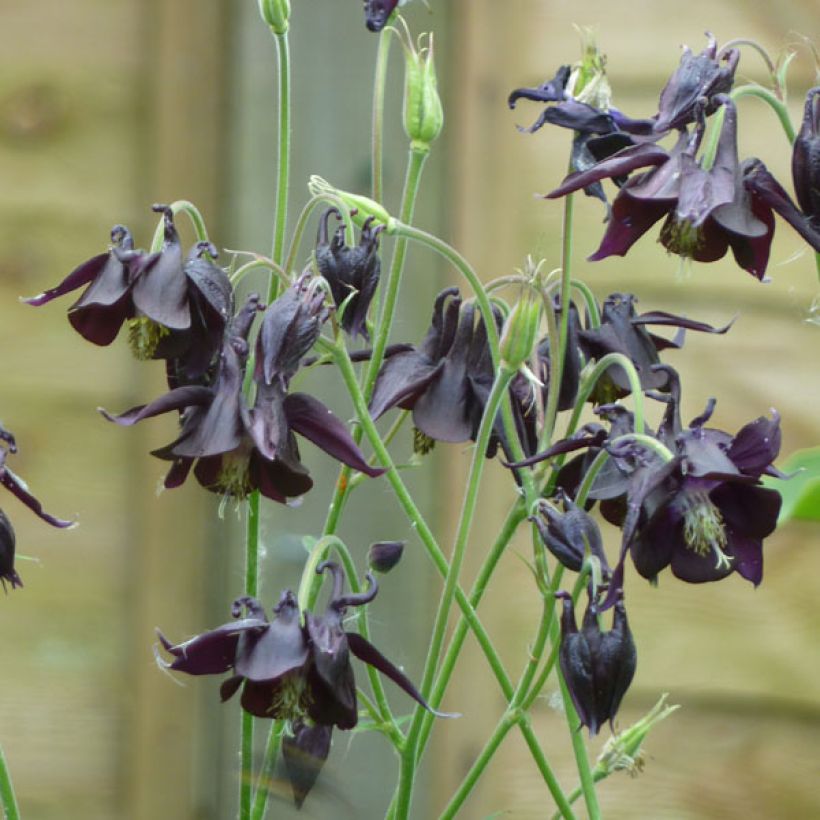 Aquilegia atrata - Donkere akelei (Groeiplaats)
