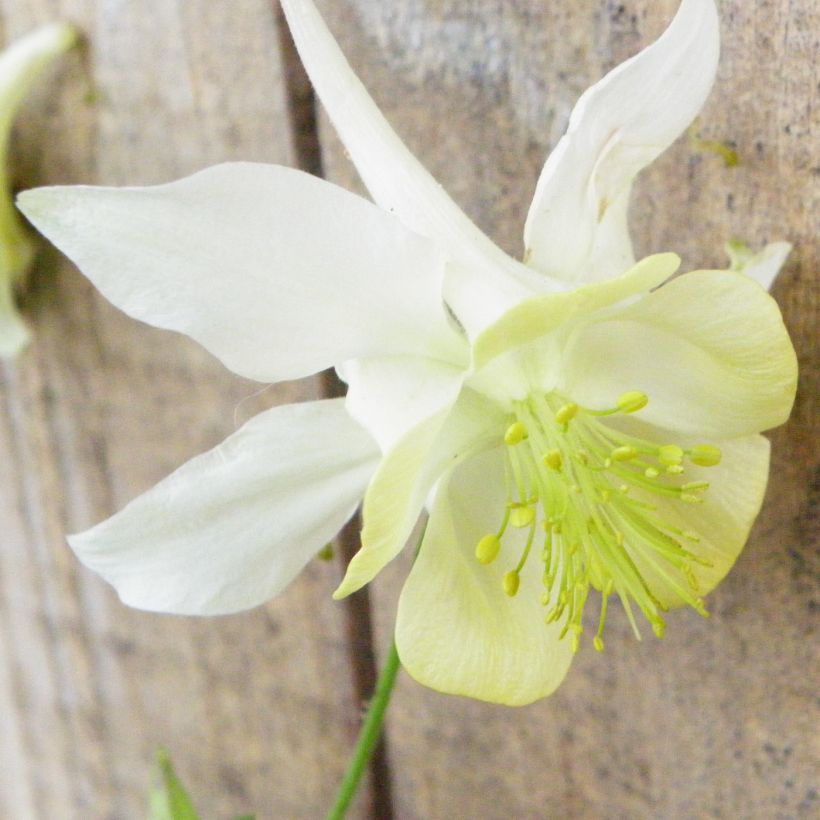 Akelei Kristall - Aquilegia caerulea (Bloei)