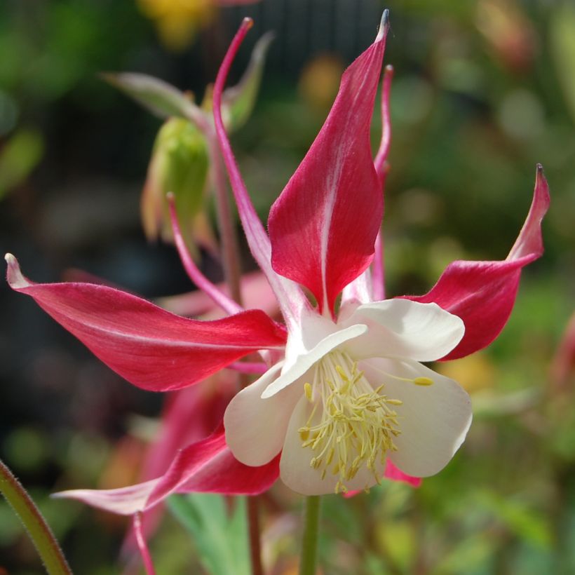 Akelei roze Rose Queen - Aquilegia caerulea (Bloei)