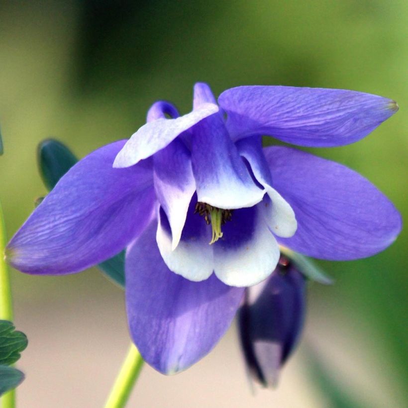 Dwergakelei Cameo Blue and White - Aquilegia flabellata (Bloei)