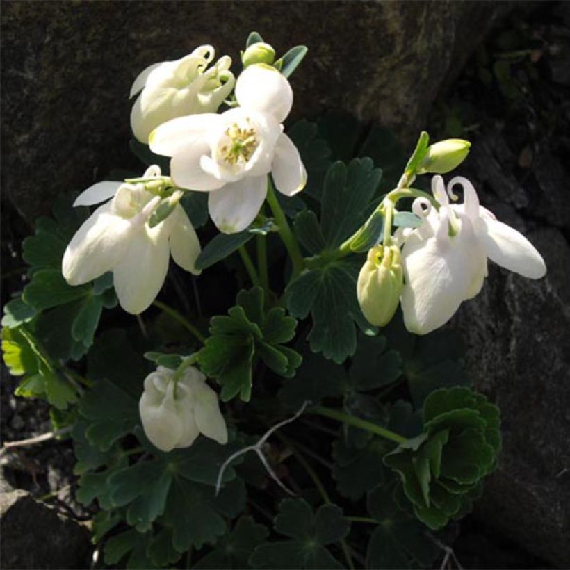 Aquilegia flabellata pumila alba - Dwergakelei wit (Groeiplaats)