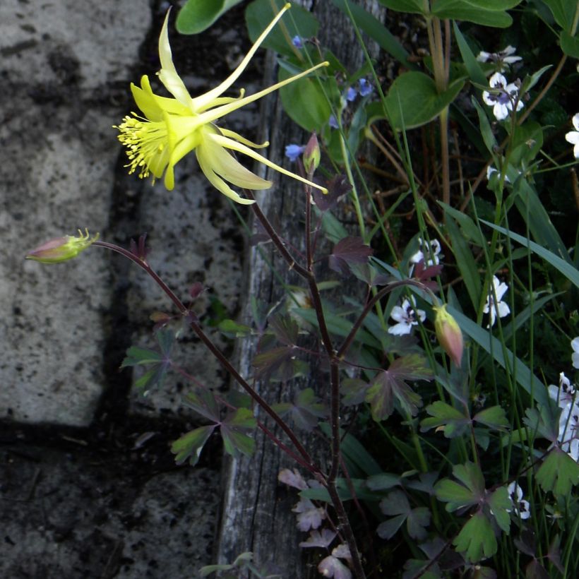 Aquilegia longissima - Gele akelei (Groeiplaats)