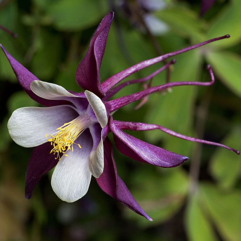 Aquilegia rockii - Akelei (Bloei)