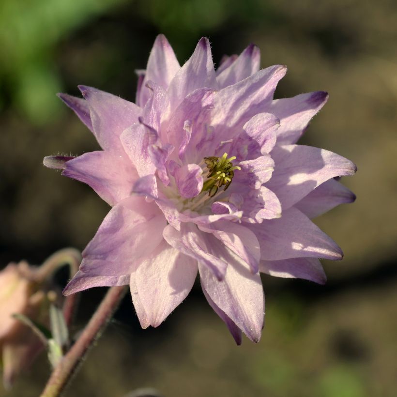 Akelei Rose Barlow - Aquilegia vulgaris (Bloei)