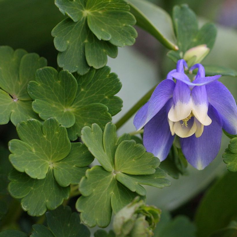 Aquilegia sibirica - Siberische akelei (Blad)