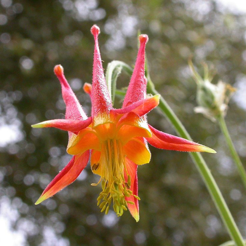 Aquilegia skinneri - Akelei (Bloei)