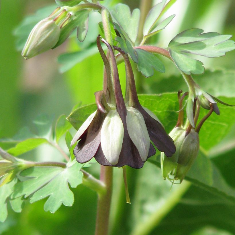 Aquilegia viridiflora - Akelei (Bloei)