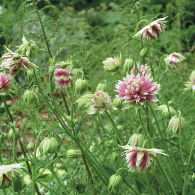 Akelei Nora Barlow - Aquilegia vulgaris (Groeiplaats)